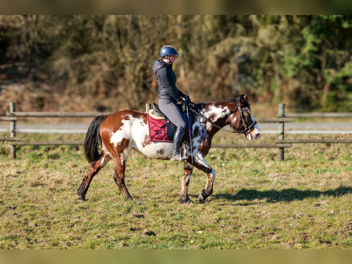 Paint Horse Mix Merrie 6 Jaar 150 cm Gevlekt-paard in Neustadt (Wied)