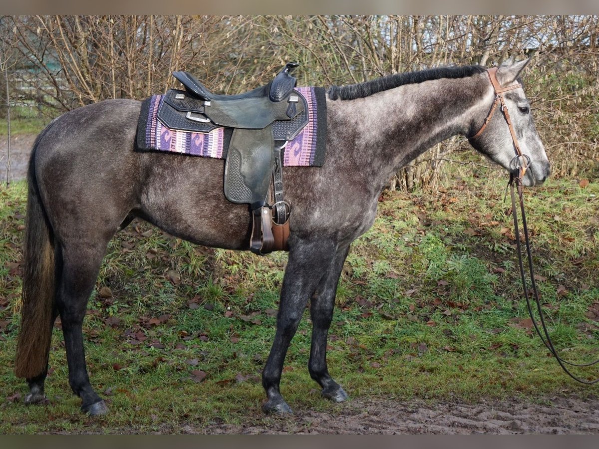Paint Horse Merrie 6 Jaar 150 cm Schimmel in Ahlerstedt