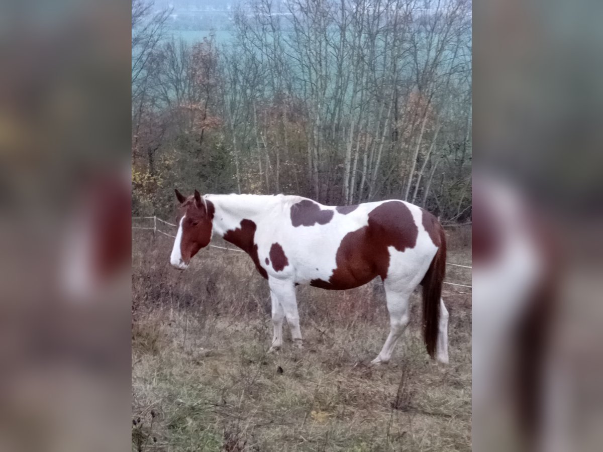 Paint Horse Merrie 6 Jaar 152 cm Donkere-vos in Rottleben