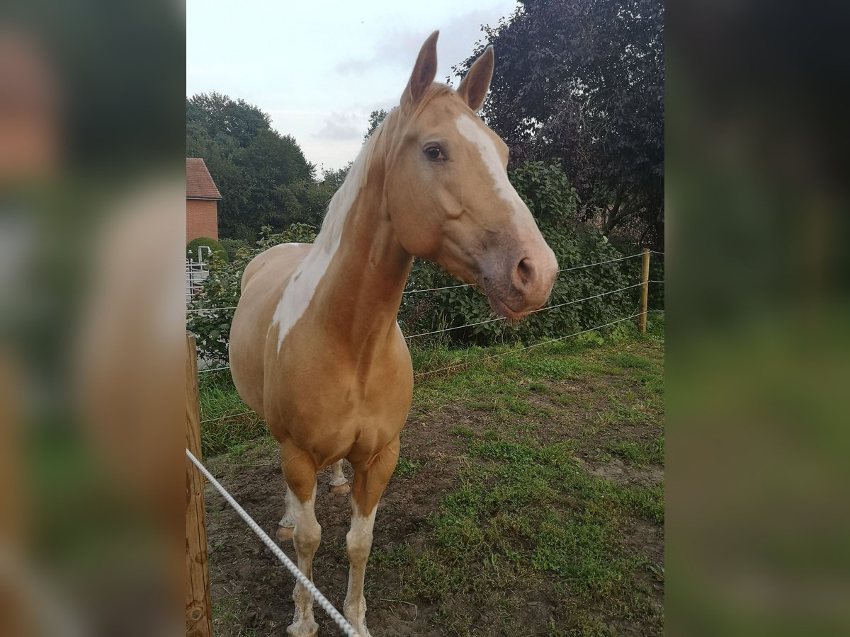 Paint Horse Mix Merrie 6 Jaar 160 cm Champagne in Lengerich