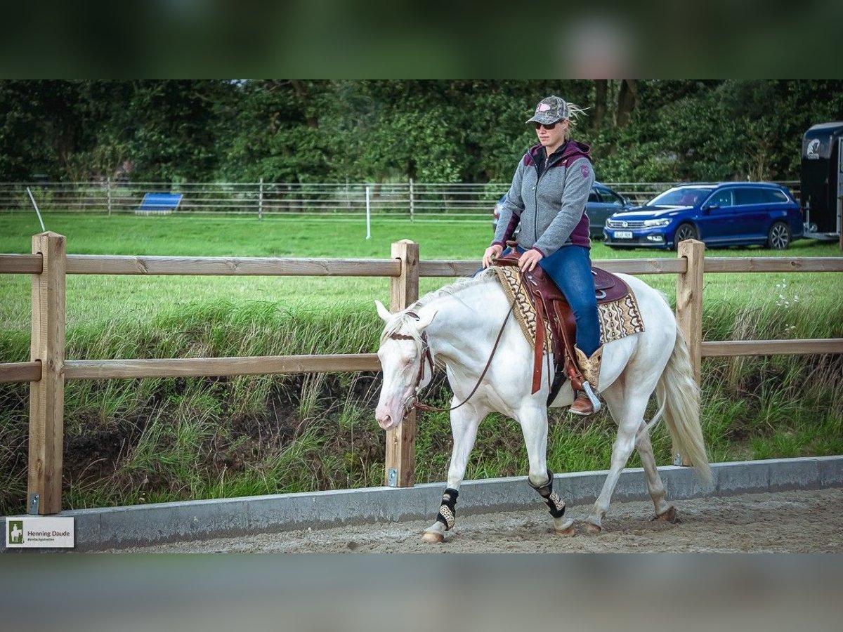 Paint Horse Merrie 7 Jaar 144 cm Tobiano-alle-kleuren in Elmlohe