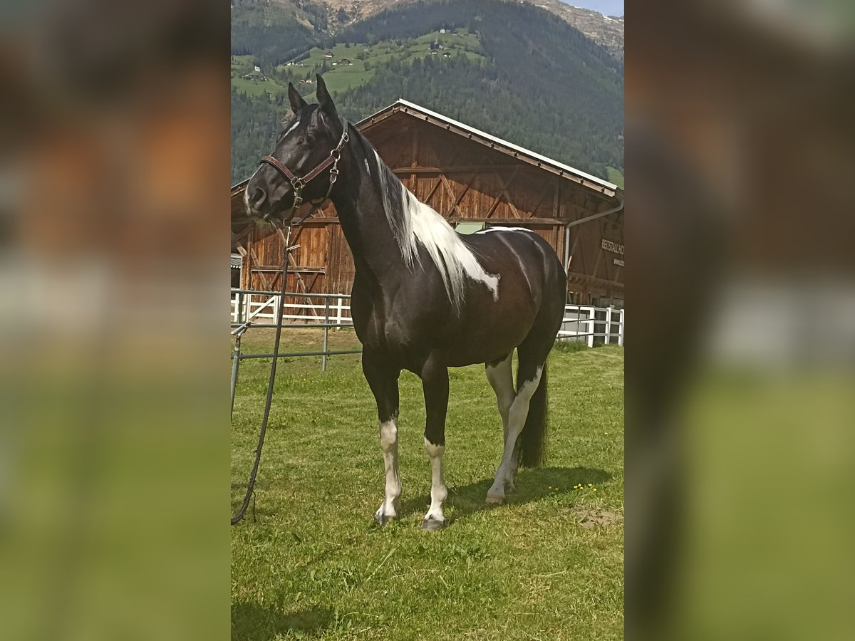 Paint Horse Merrie 7 Jaar 148 cm Tobiano-alle-kleuren in Sankt Leonhard in Passeier