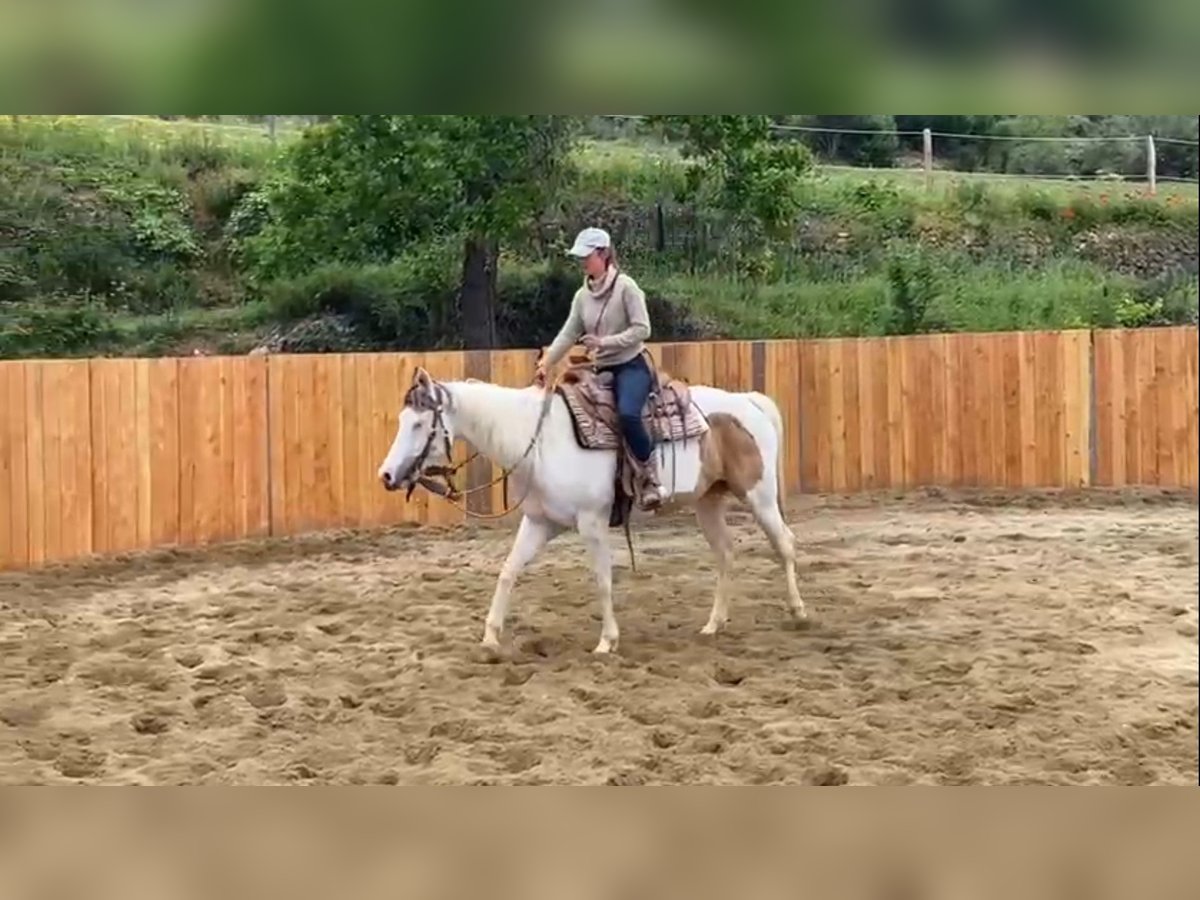 Paint Horse Merrie 7 Jaar 151 cm Tovereo-alle-kleuren in Velbert