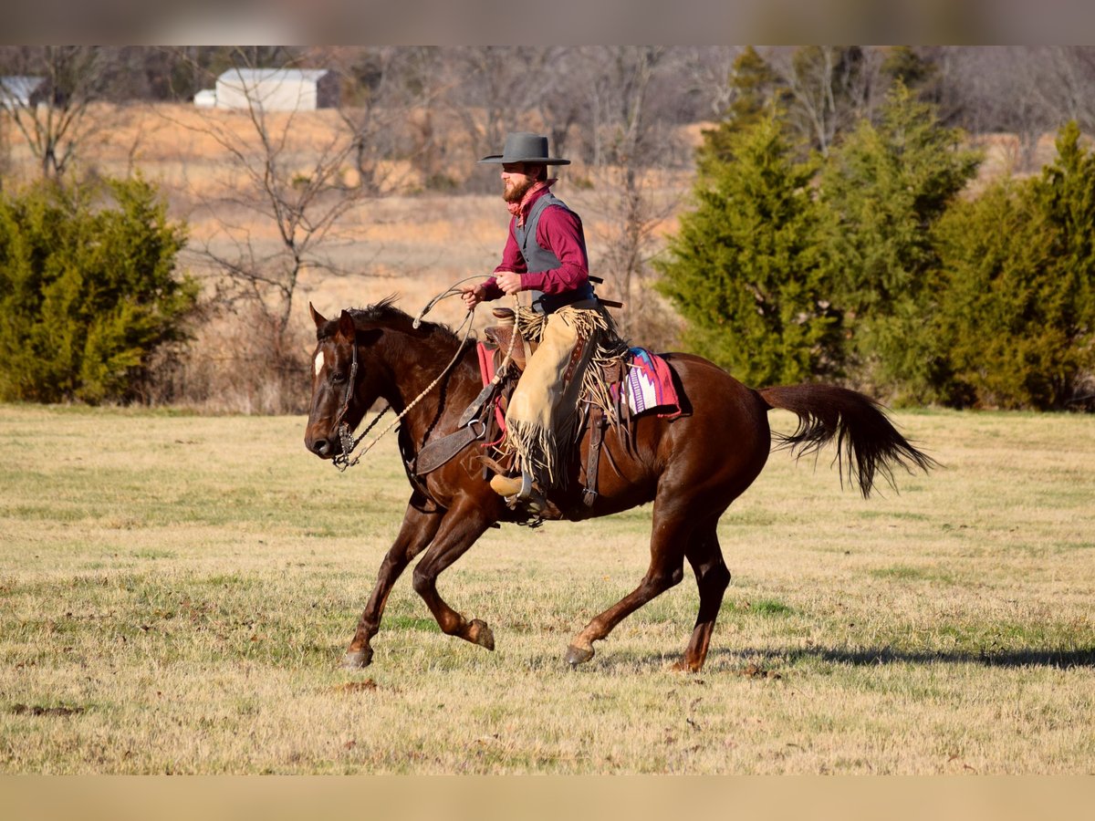 Paint Horse Merrie 7 Jaar 152 cm Donkere-vos in Mccurtain