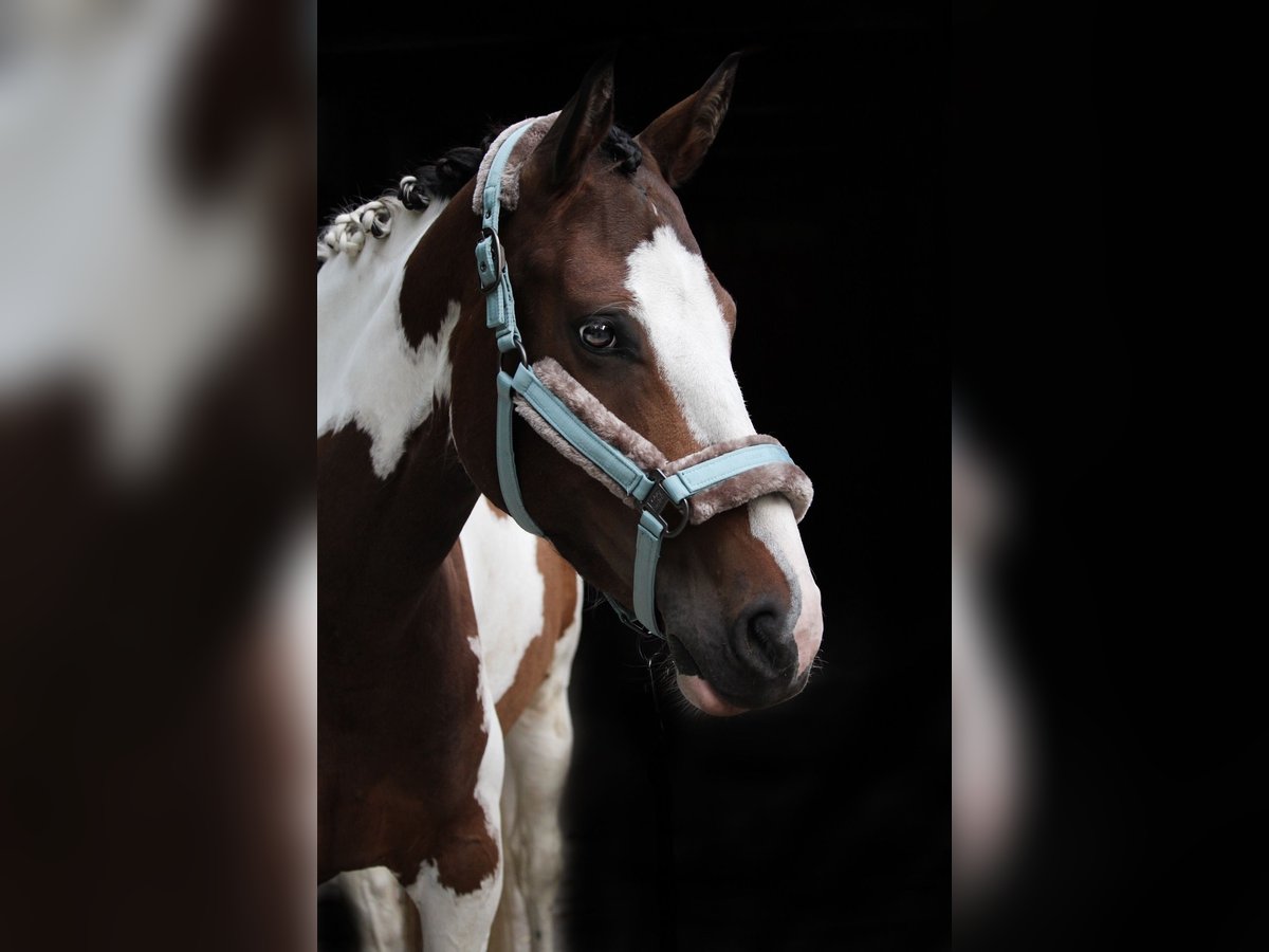 Paint Horse Mix Merrie 7 Jaar 154 cm Gevlekt-paard in Ascheberg