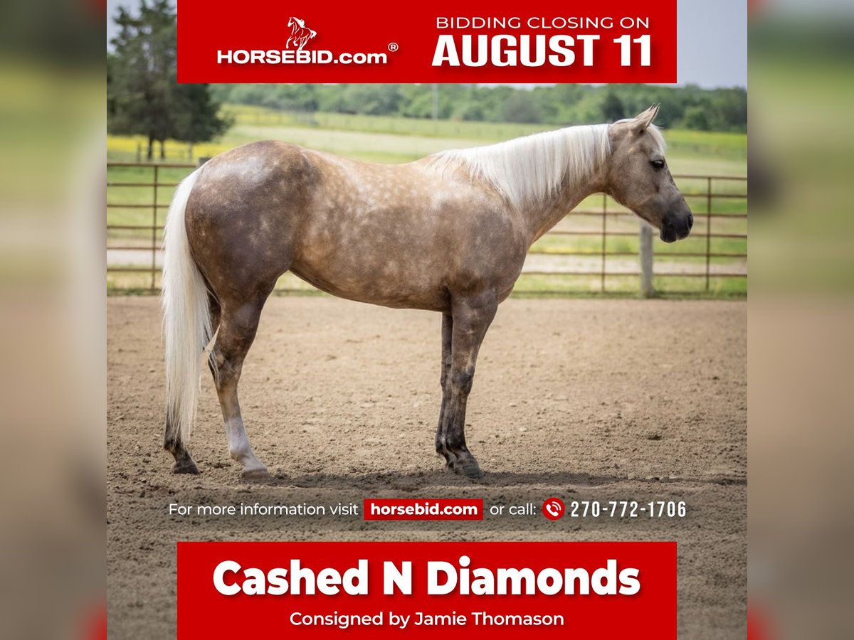 Paint Horse Merrie 8 Jaar 142 cm Palomino in Auburn