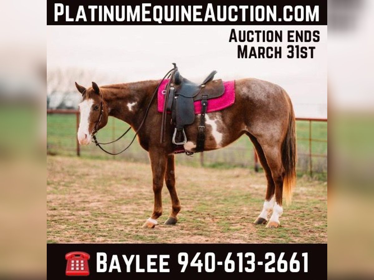 Paint Horse Merrie 8 Jaar 152 cm Overo-alle-kleuren in Wichita Falls TX