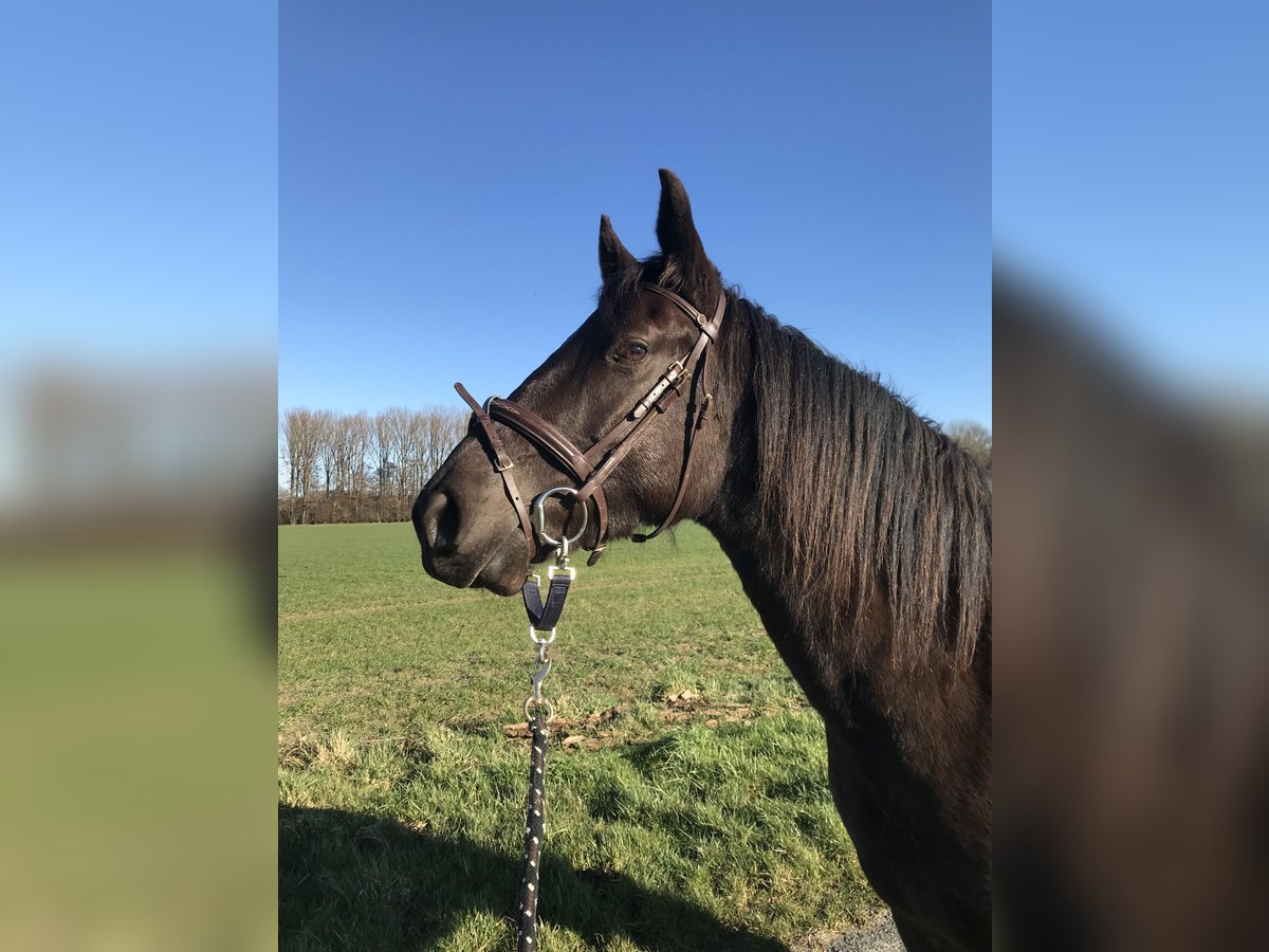 Paint Horse Merrie 8 Jaar 163 cm Zwartbruin in Oelde