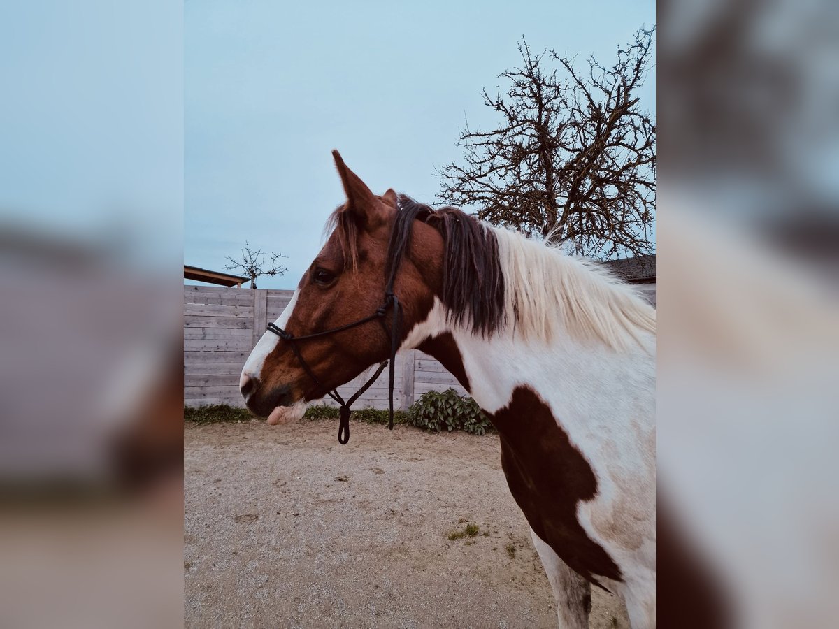 Paint Horse Mix Merrie 9 Jaar 158 cm Gevlekt-paard in Staffling