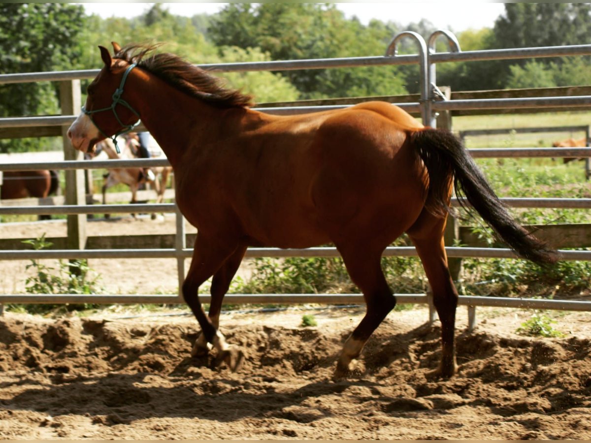 Paint Horse Merrie 9 Jaar Bruin in Zülpich