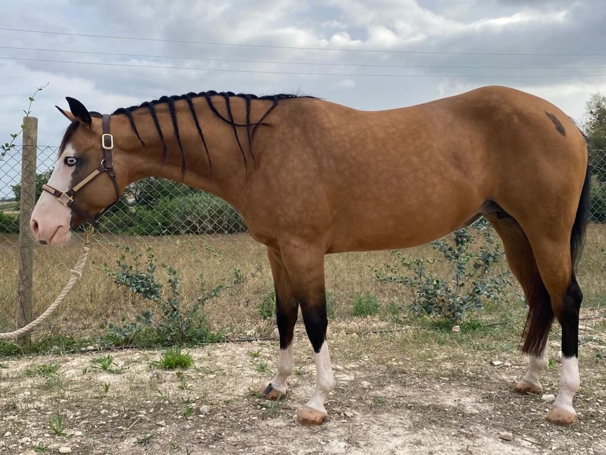 Paint Horse Merrie 9 Jaar Buckskin in Perugia