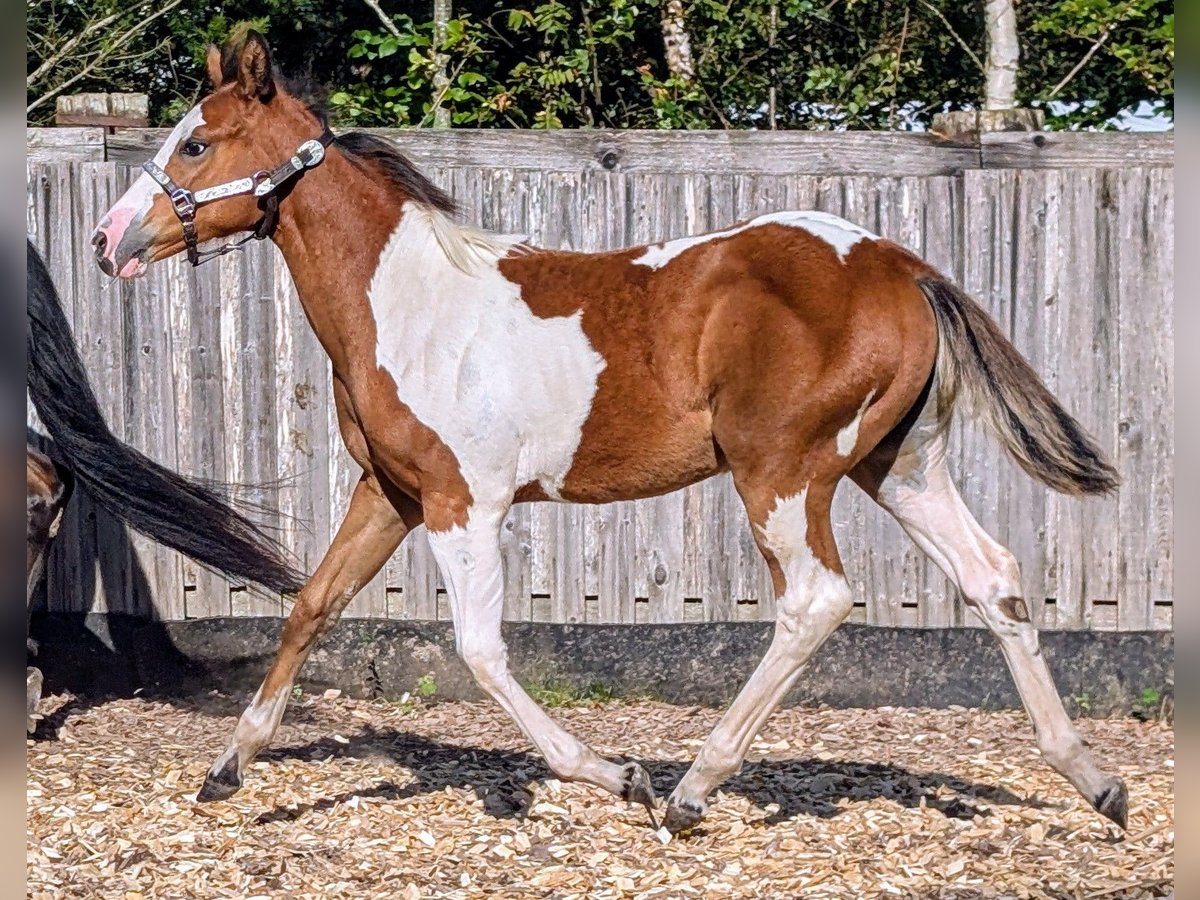 Paint Horse Merrie veulen (04/2024) 130 cm Gevlekt-paard in Neuhaus am Rennweg