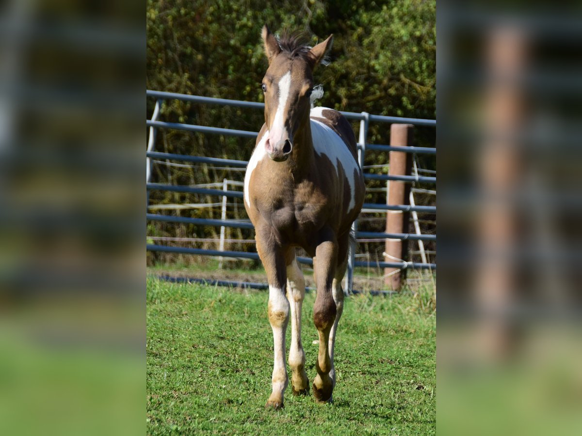 Paint Horse Merrie veulen (05/2024) 150 cm Champagne in Buchbach