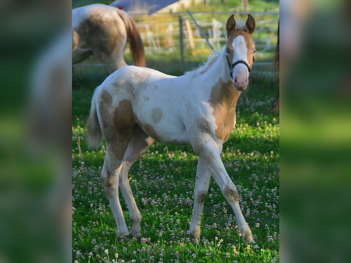 Paint Horse Merrie veulen (06/2024) 150 cm Champagne in Buchbach