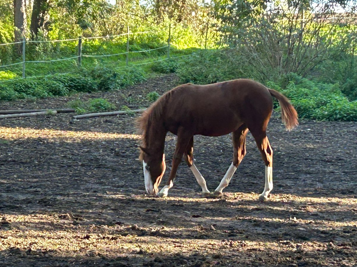 Paint Horse Merrie veulen (03/2024) 150 cm Overo-alle-kleuren in Steinebrunn