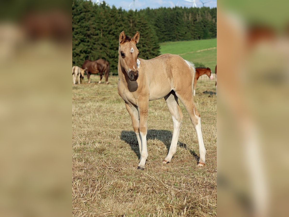 Paint Horse Merrie Veulen (05/2025) 150 cm Tobiano-alle-kleuren in Hellenthal