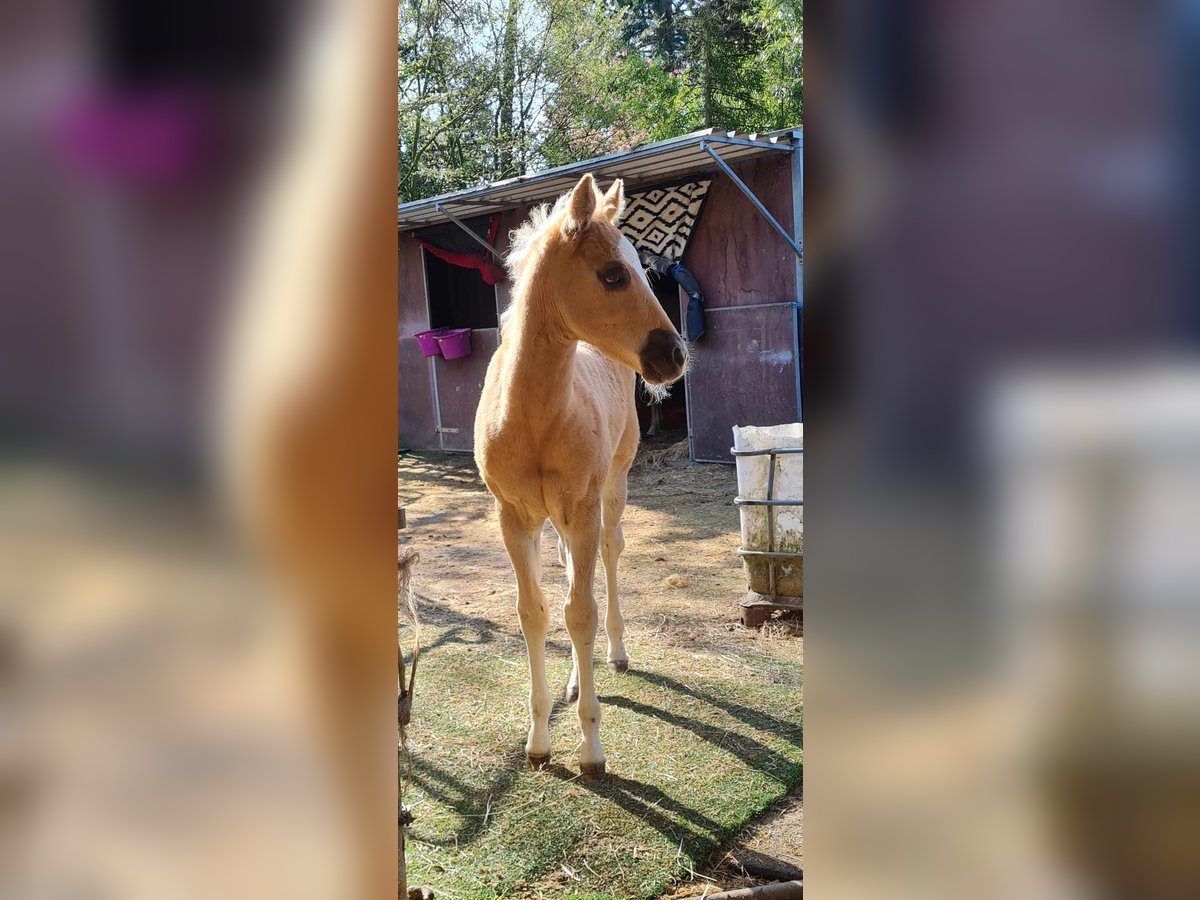 Paint Horse Merrie Veulen (02/2025) 152 cm Palomino in Kraichtal