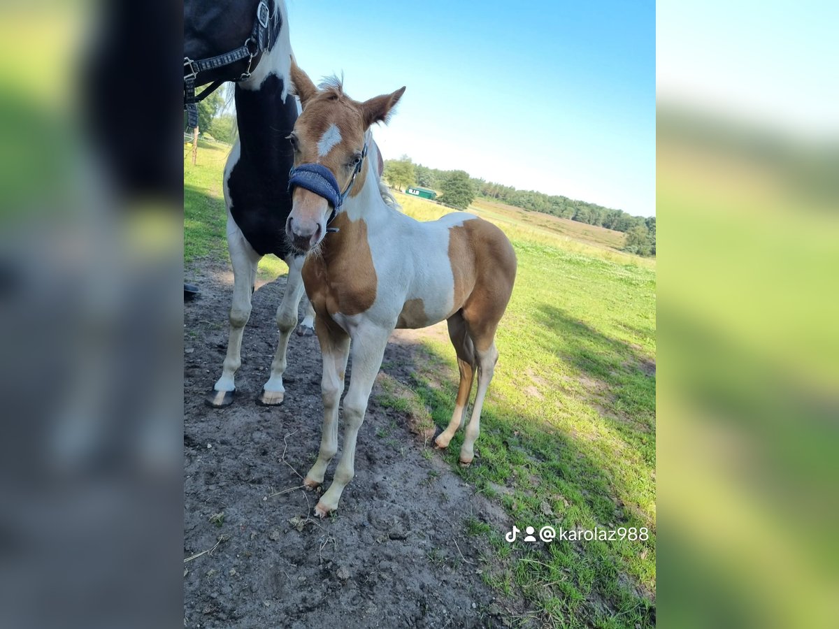 Paint Horse Merrie veulen (05/2024) 153 cm Champagne in Uelsen