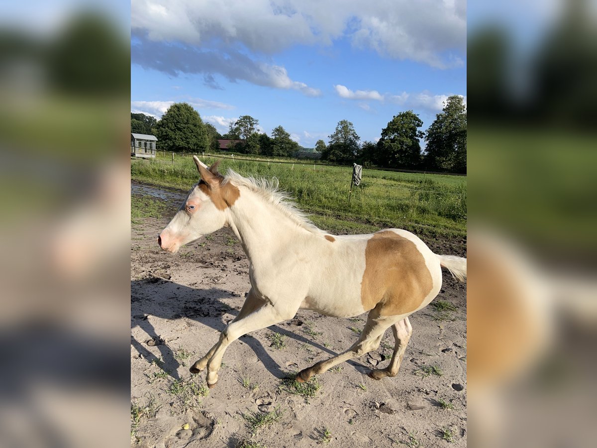 Paint Horse Merrie veulen (05/2024) 155 cm Champagne in Ottersberg