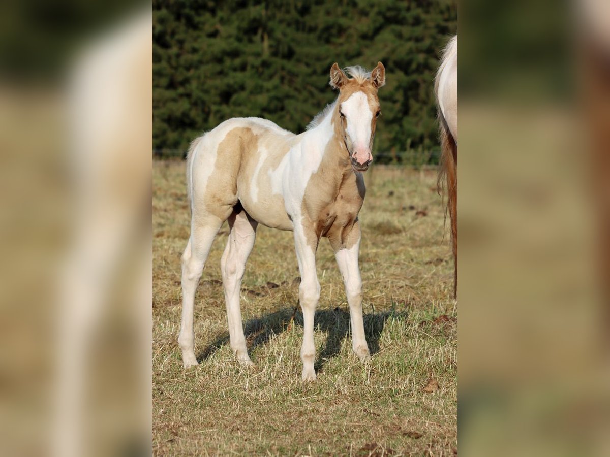 Paint Horse Merrie Veulen (05/2025) 155 cm Tobiano-alle-kleuren in Hellenthal