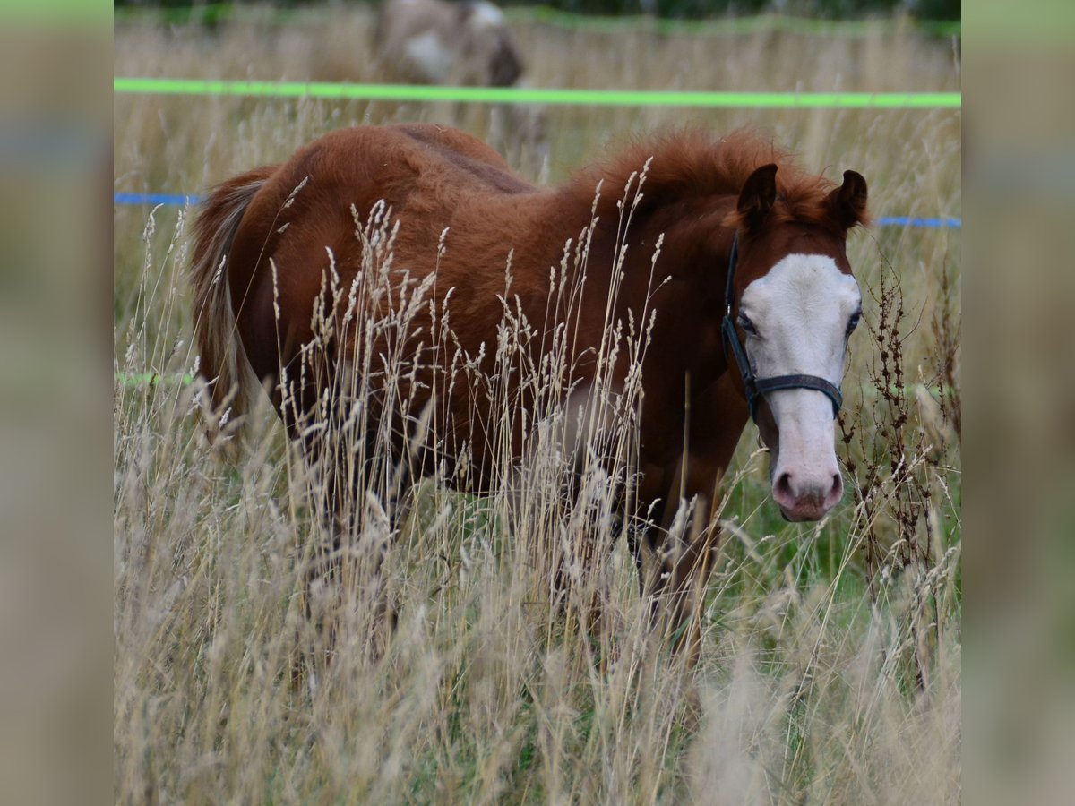 Paint Horse Merrie Veulen (02/2025) 155 cm Vos in Obertaufkirchen