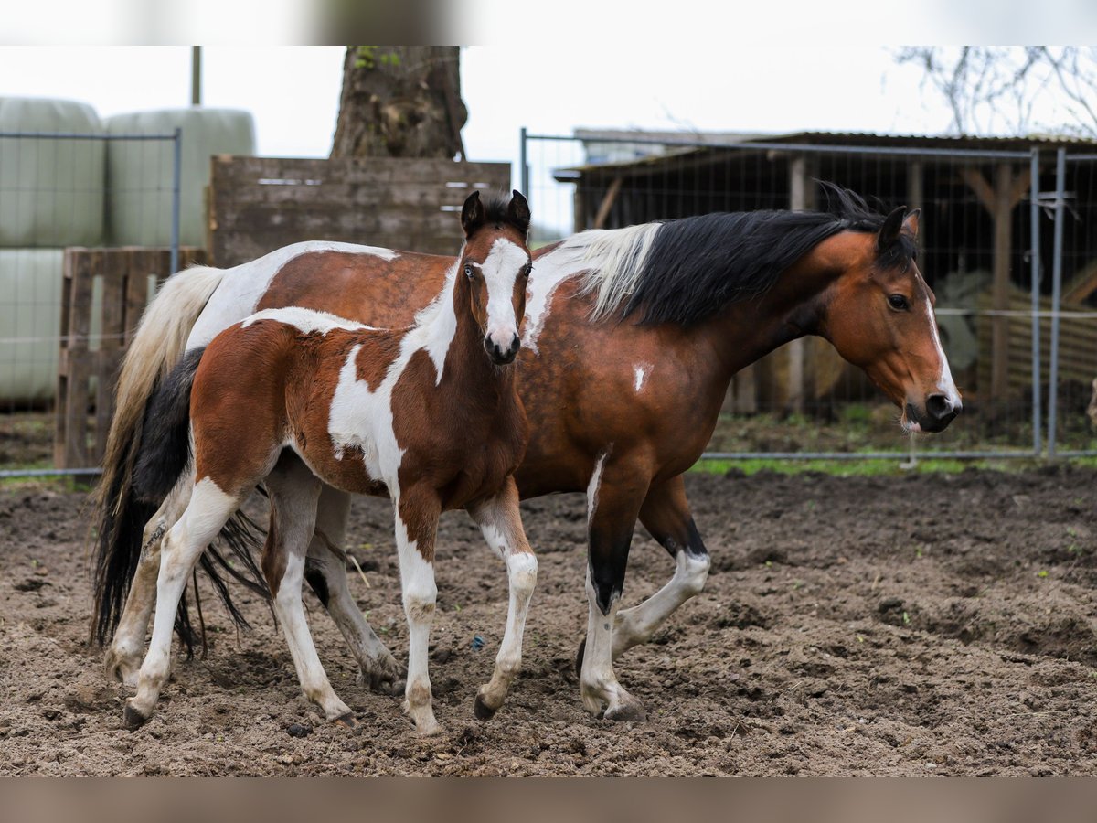 Paint Horse Mix Merrie veulen (01/2024) 156 cm Gevlekt-paard in Dargen