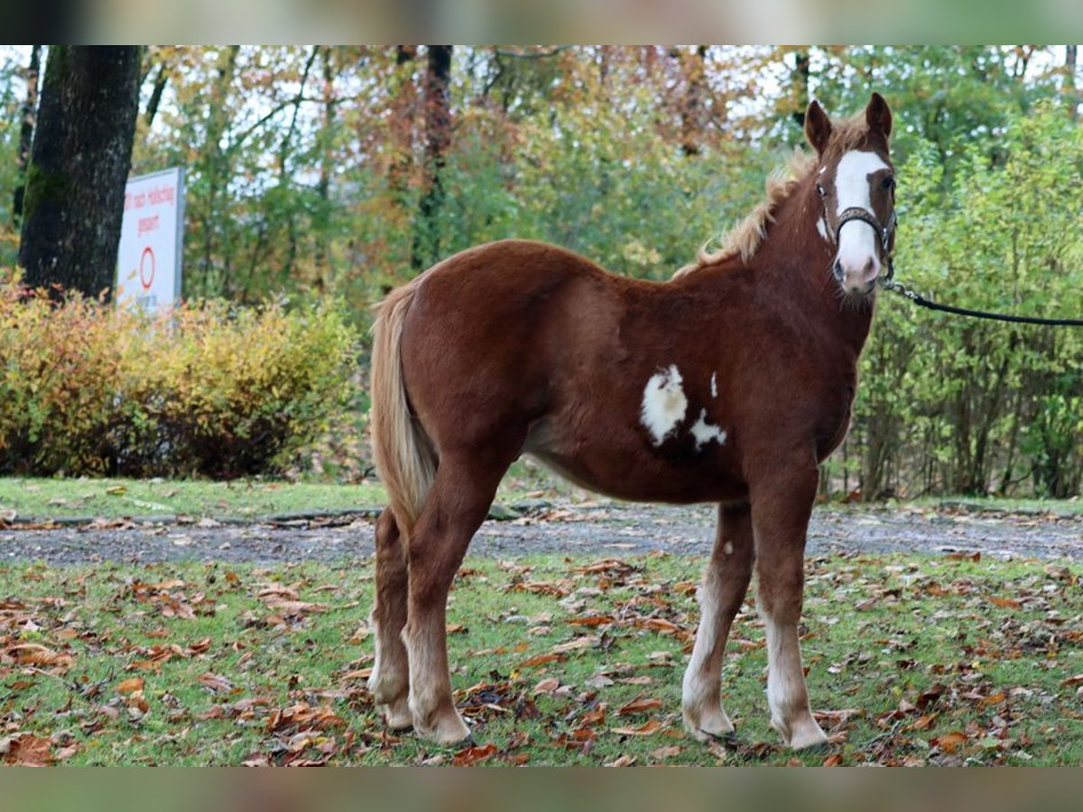 Paint Horse Mix Ogier 1 Rok 152 cm Overo wszelkich maści in Hellenthal