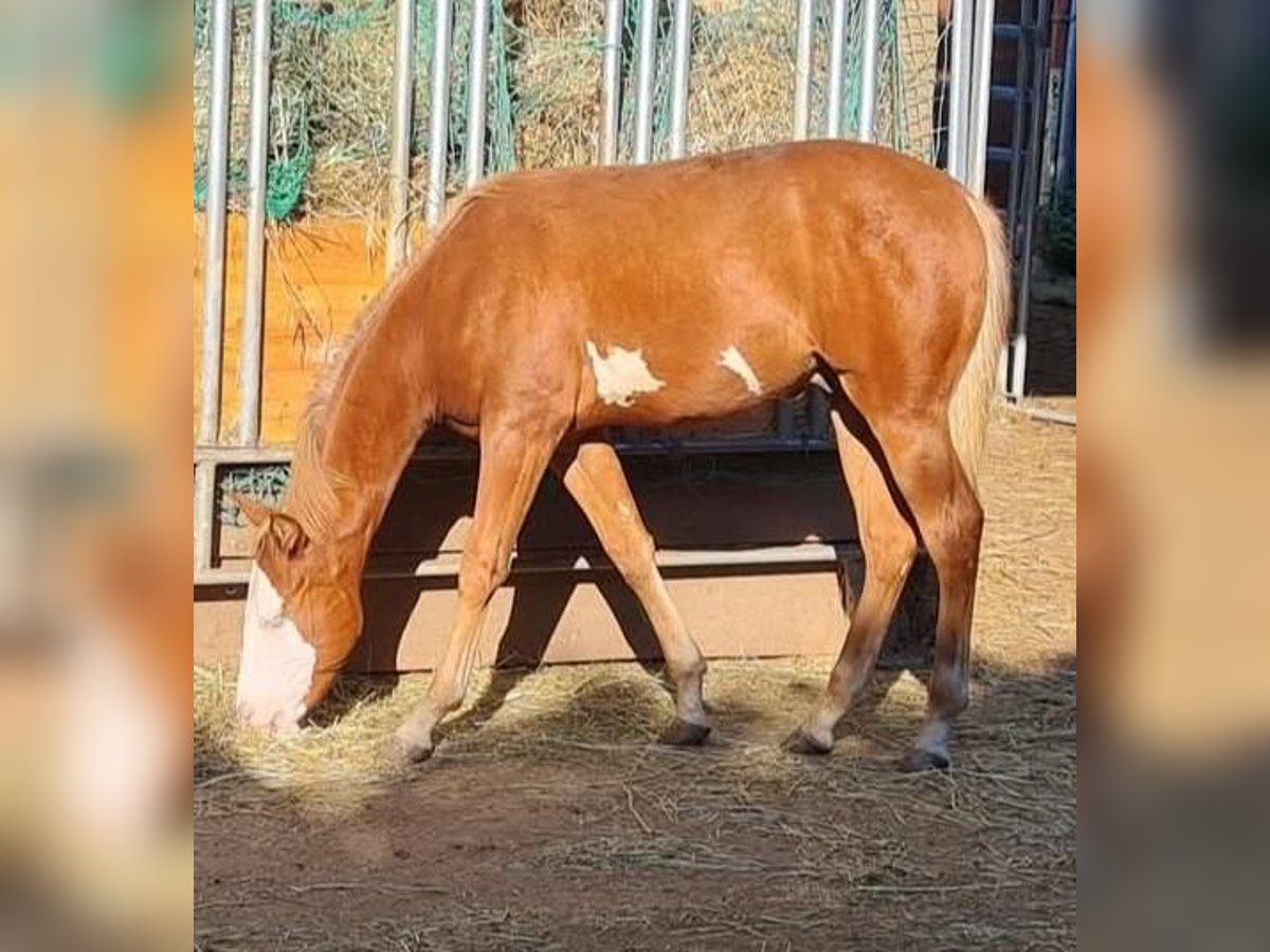 Paint Horse Ogier 1 Rok 152 cm Overo wszelkich maści in Kraichtal