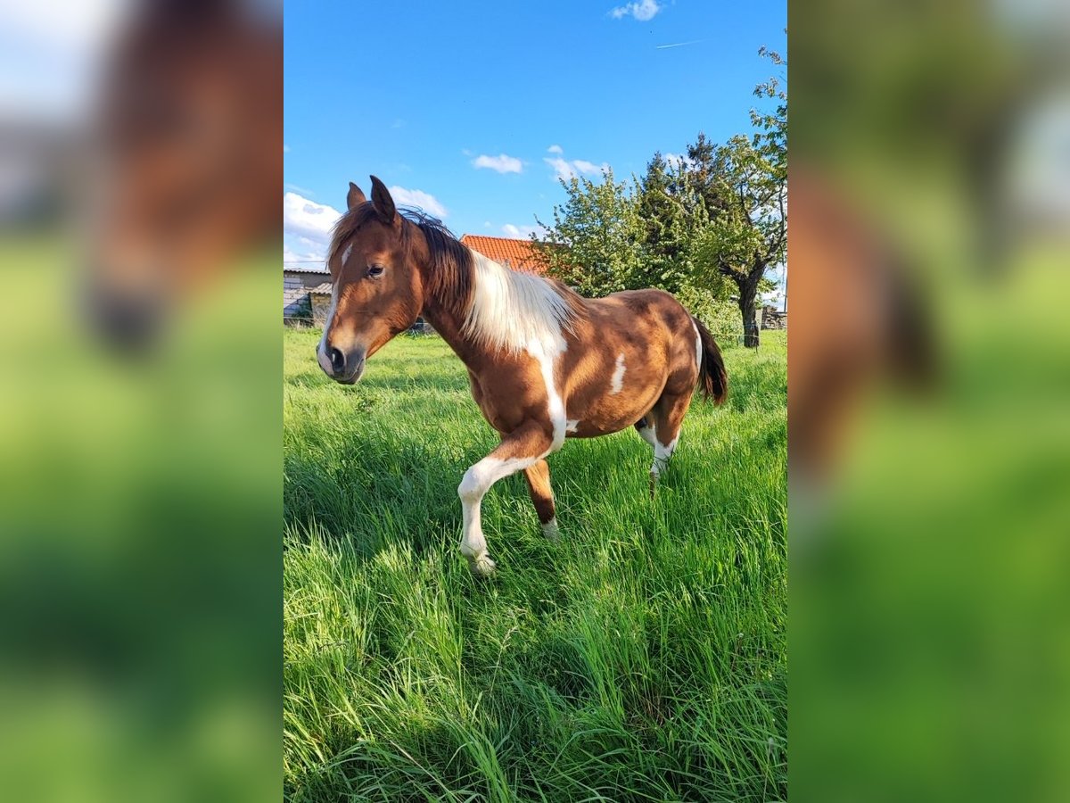 Paint Horse Ogier 1 Rok 154 cm Srokata in Mansfeld