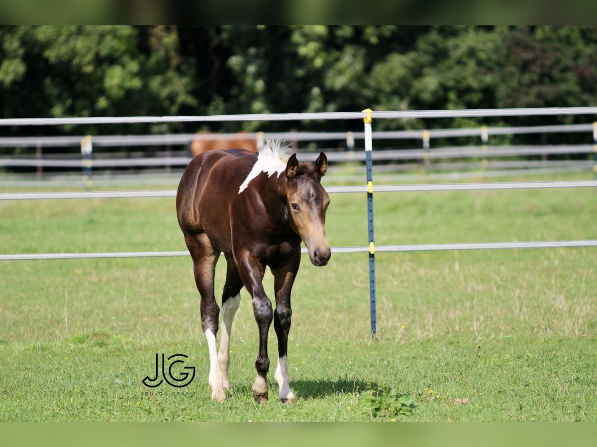 Paint Horse Ogier 1 Rok 158 cm Jelenia in Aldenhoven