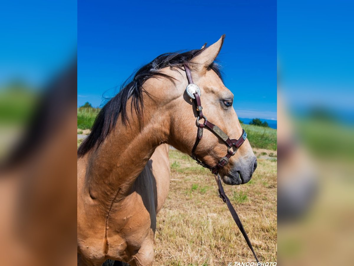 Paint Horse Ogier 2 lat 155 cm Overo wszelkich maści in SONNAY