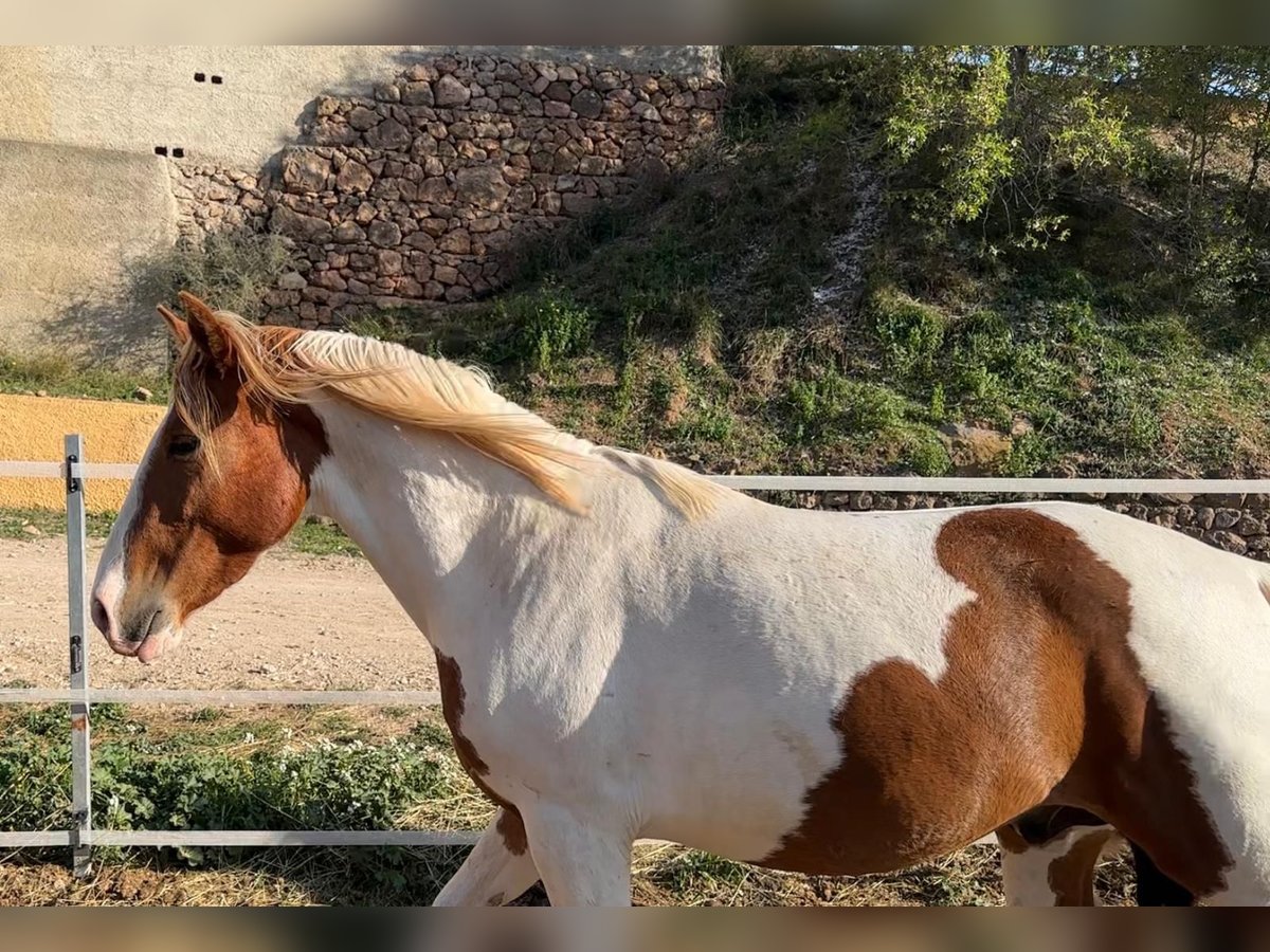 Paint Horse Mix Ogier 3 lat 142 cm Srokata in Quart de Poblet