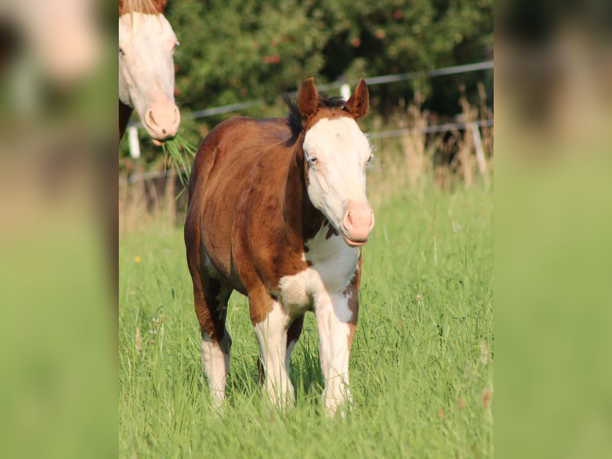 Paint Horse Ogier Źrebak (04/2025) 150 cm Gniada in Bautzen