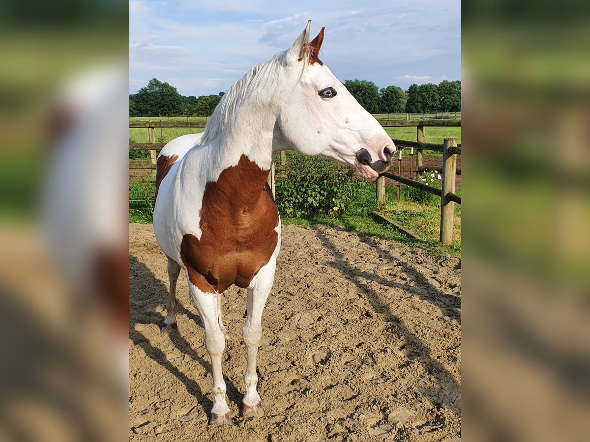 Paint Horse Ruin 12 Jaar 152 cm Gevlekt-paard in Haltern am See