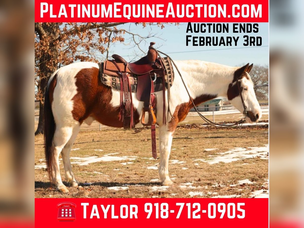 Paint Horse Ruin 13 Jaar 142 cm Tobiano-alle-kleuren in Sallisaw OK