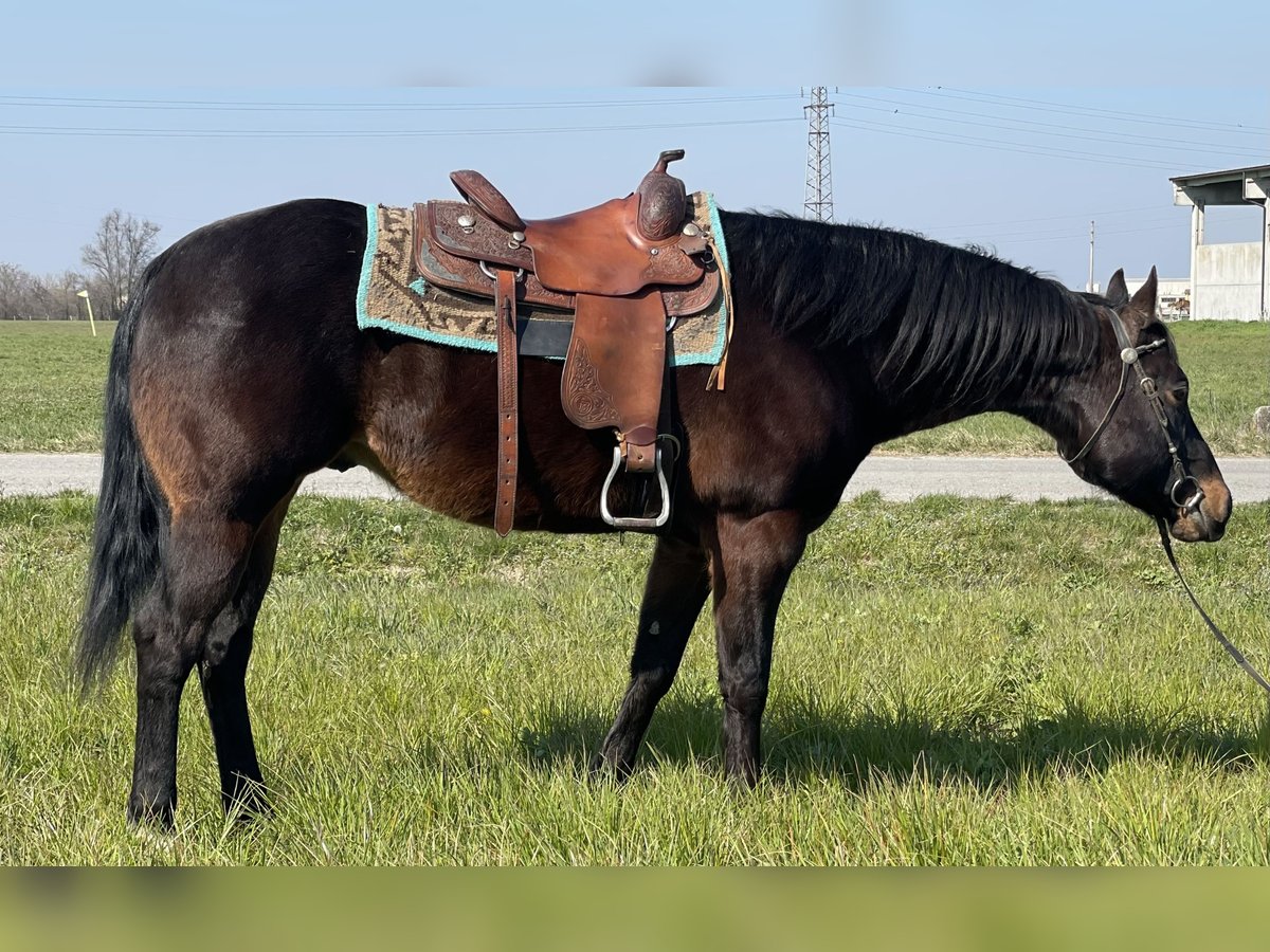 Paint Horse Ruin 15 Jaar 160 cm Donkerbruin in Boccaleone