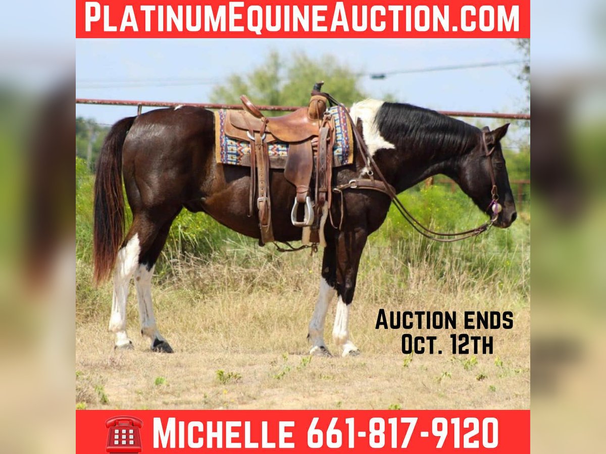 Paint Horse Ruin 16 Jaar 155 cm Tobiano-alle-kleuren in Stephenville TX