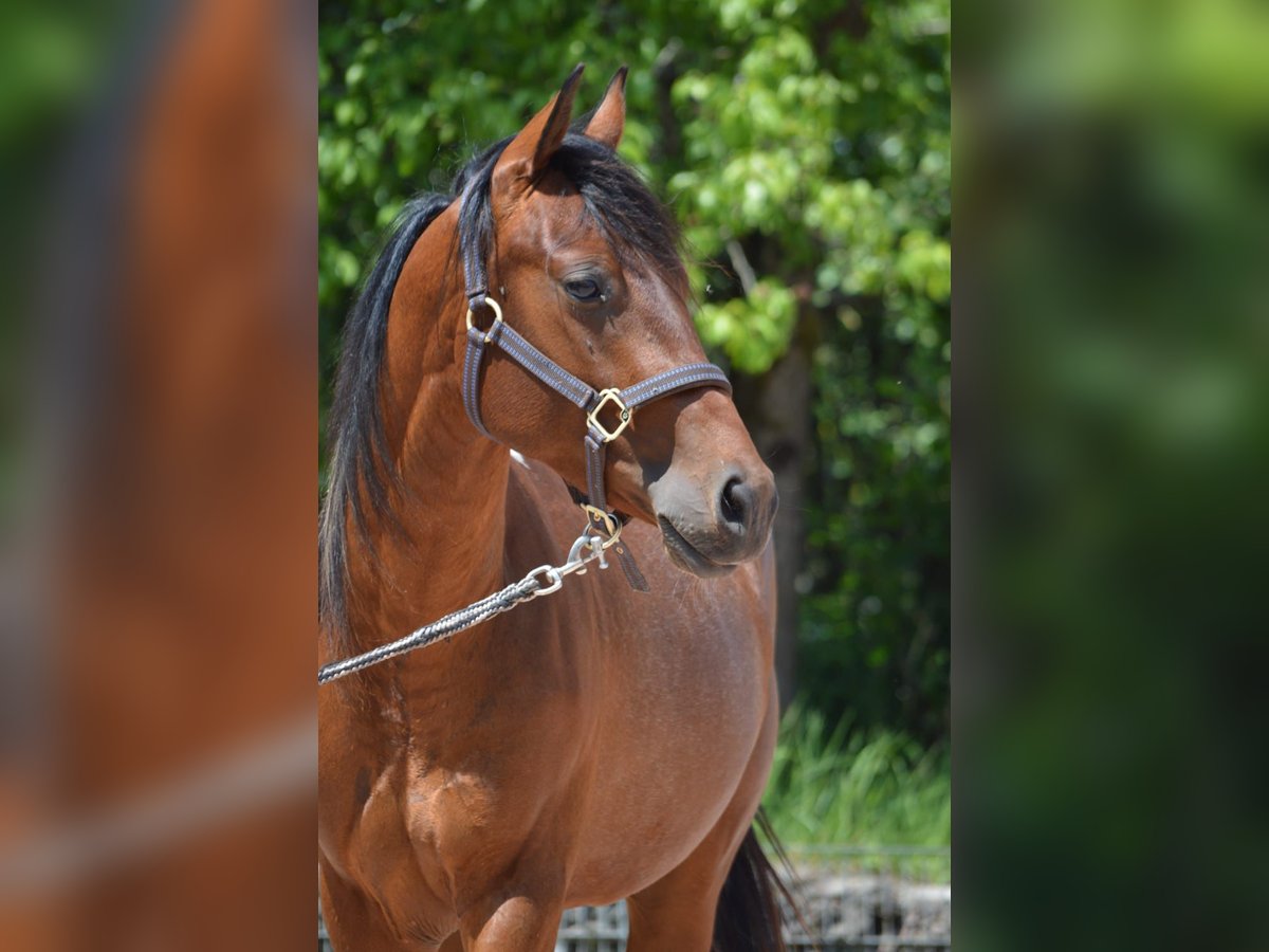 Paint Horse Ruin 2 Jaar 150 cm Gevlekt-paard in Nohfelden