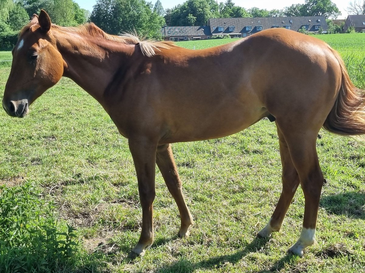 Paint Horse Ruin 3 Jaar 150 cm Vos in Weste