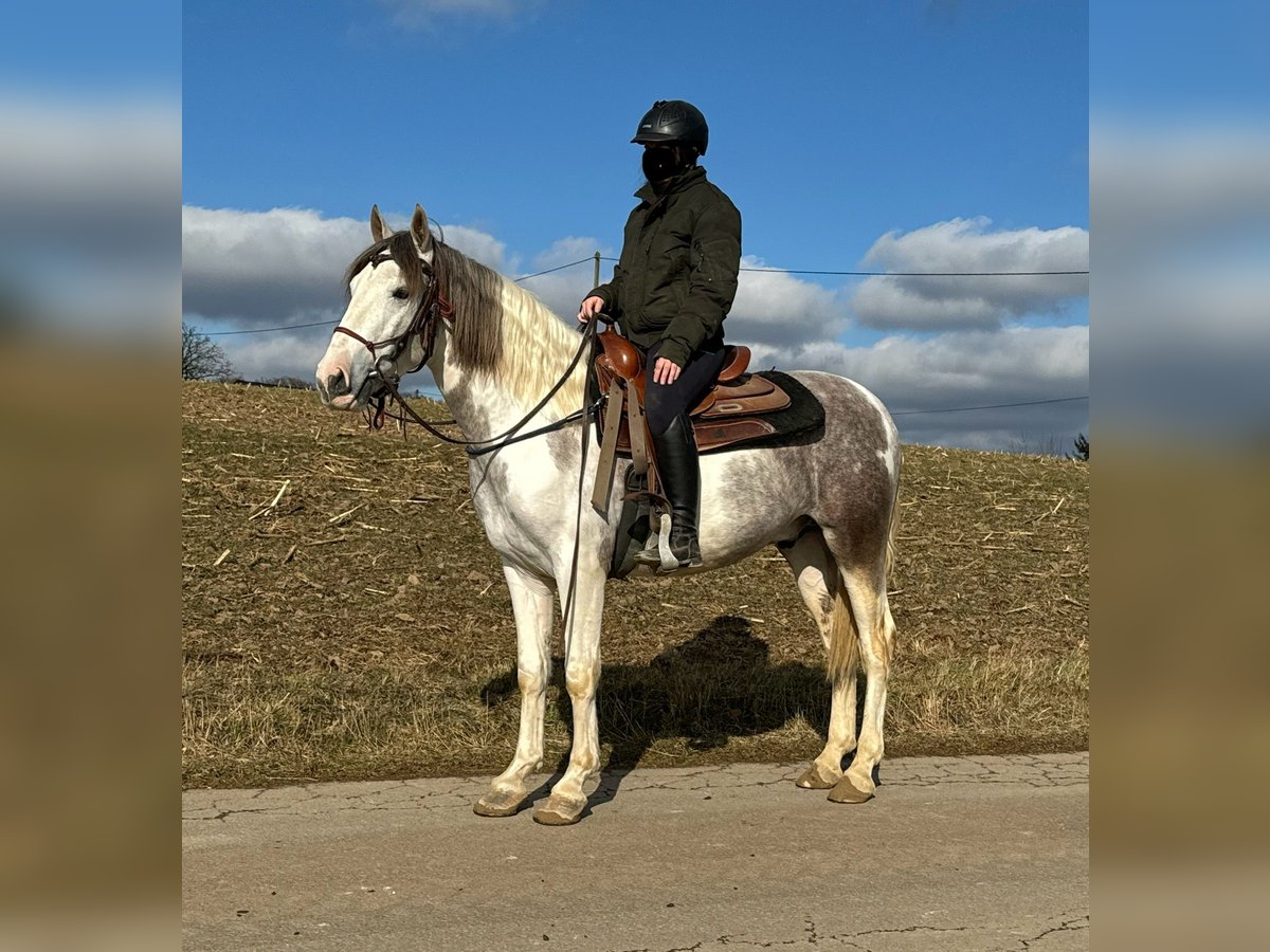 Paint Horse Mix Ruin 3 Jaar 153 cm Gevlekt-paard in Daleiden