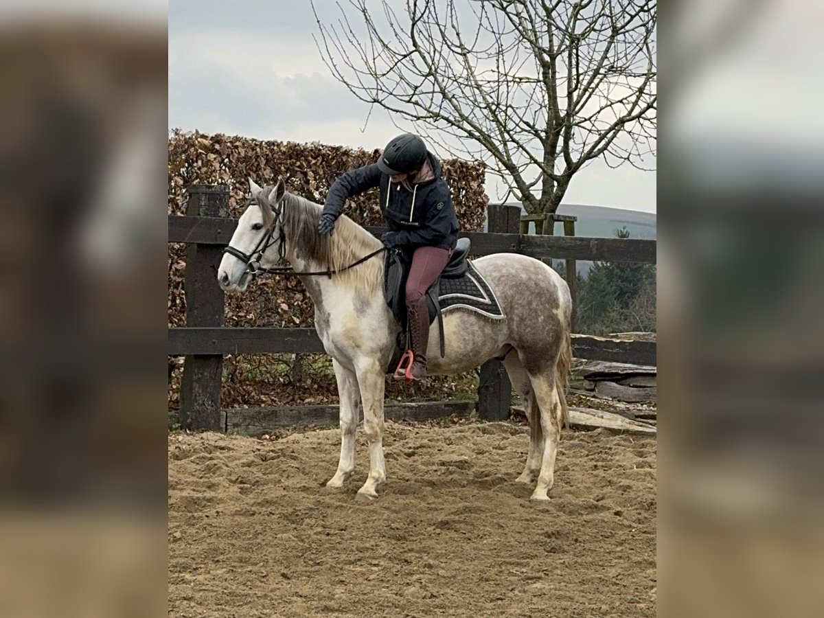 Paint Horse Mix Ruin 3 Jaar 153 cm Gevlekt-paard in Daleiden