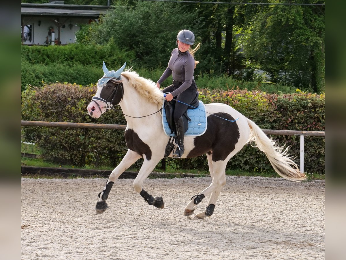 Paint Horse Mix Ruin 3 Jaar 155 cm Gevlekt-paard in Neustadt (Wied)