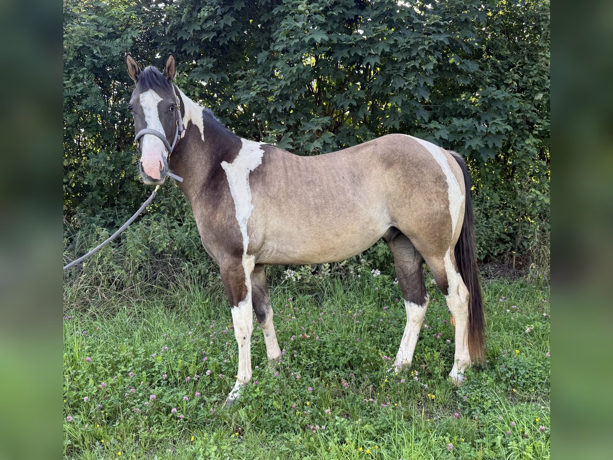 Paint Horse Ruin 3 Jaar 155 cm Grullo in Auw bei Pr&#xFC;m