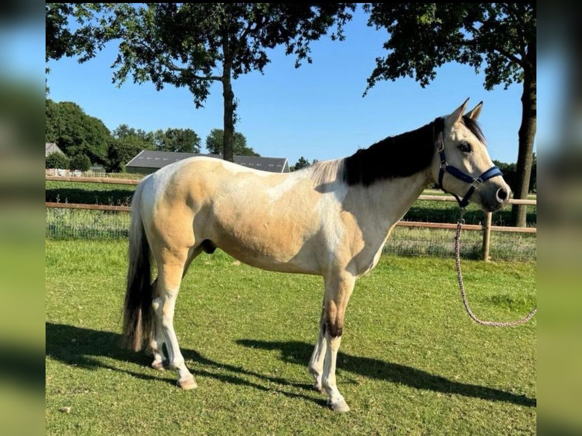 Paint Horse Ruin 3 Jaar 160 cm Tobiano-alle-kleuren in De Kiel