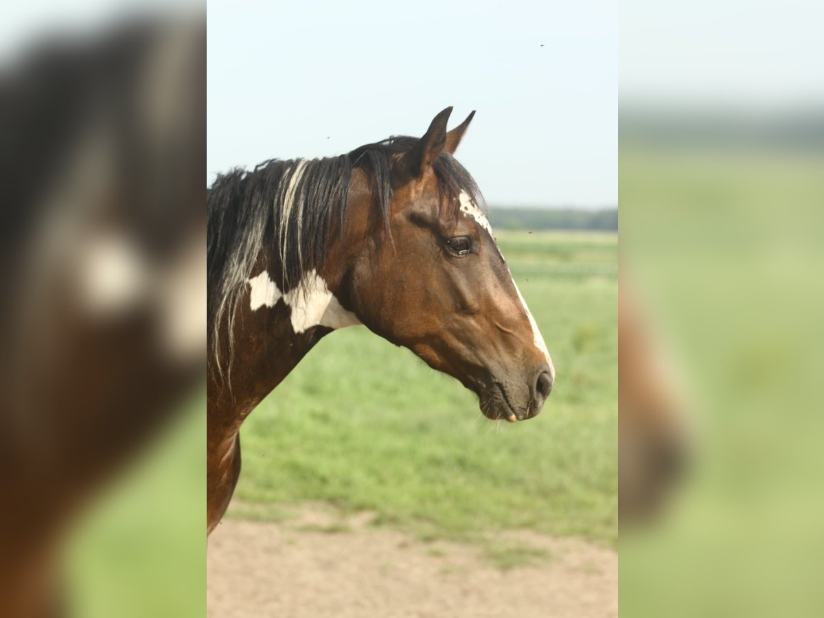 Paint Horse Ruin 3 Jaar Bruin in Wintelre