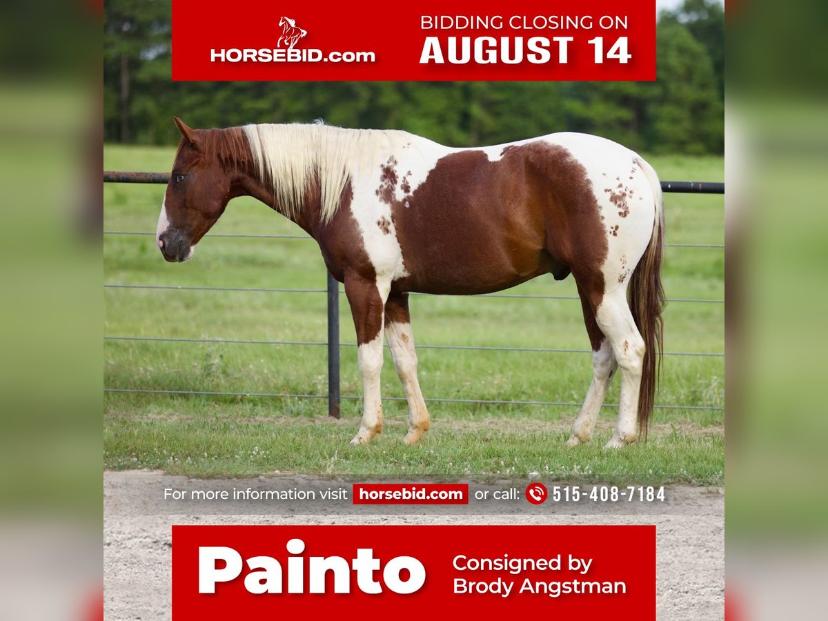 Paint Horse Ruin 6 Jaar 147 cm Roodvos in Huntsville, TX