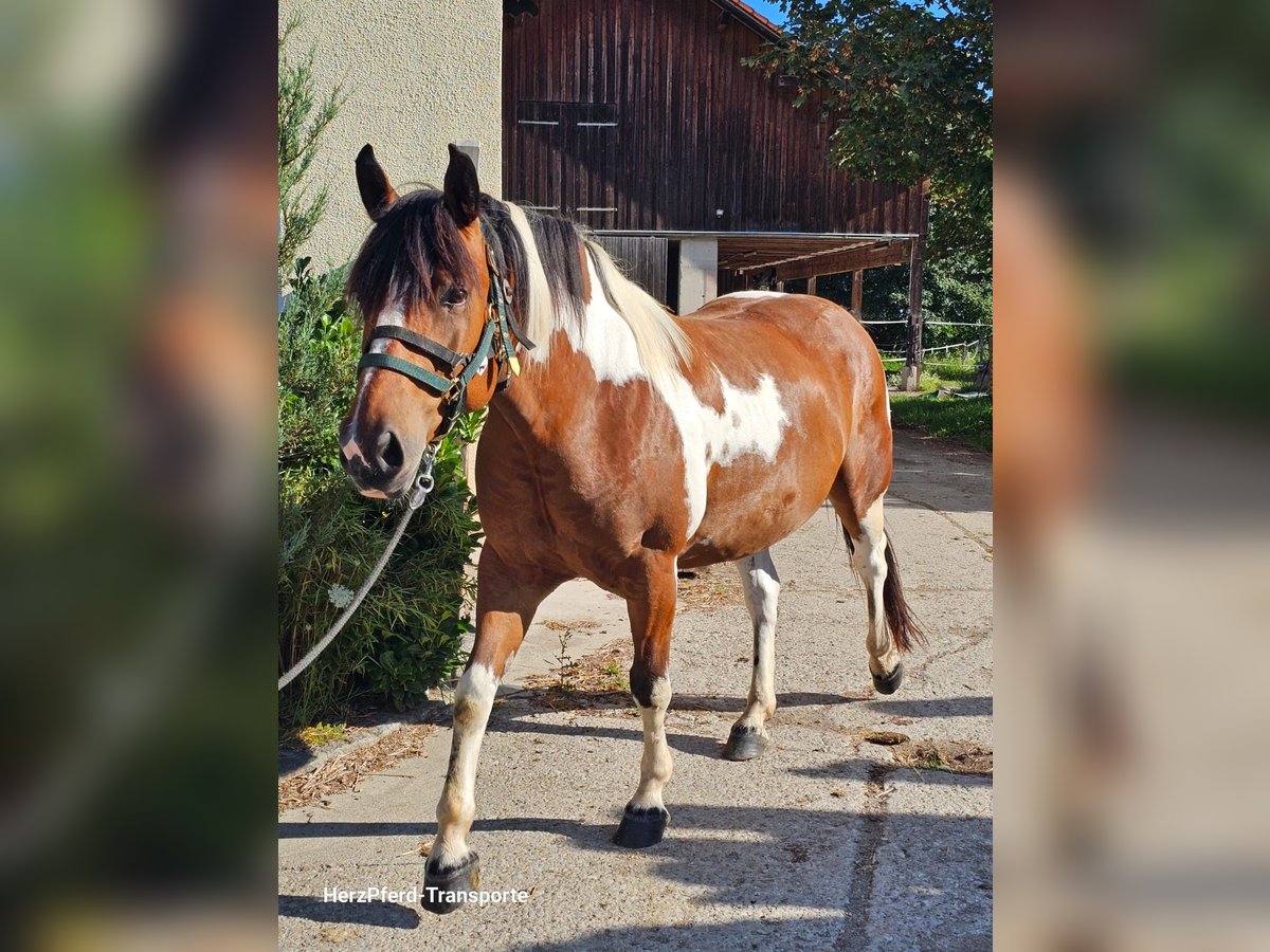 Paint Horse Mix Ruin 6 Jaar 150 cm Gevlekt-paard in Poing