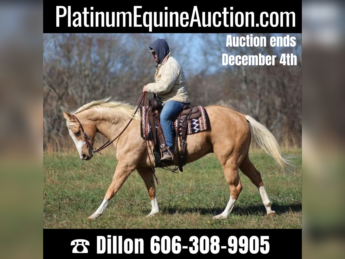 Paint Horse Ruin 7 Jaar 157 cm Palomino in Brodhead Ky