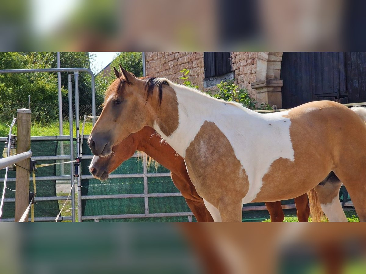 Paint Horse Ruin 7 Jaar Buckskin in Steinbach am Glan