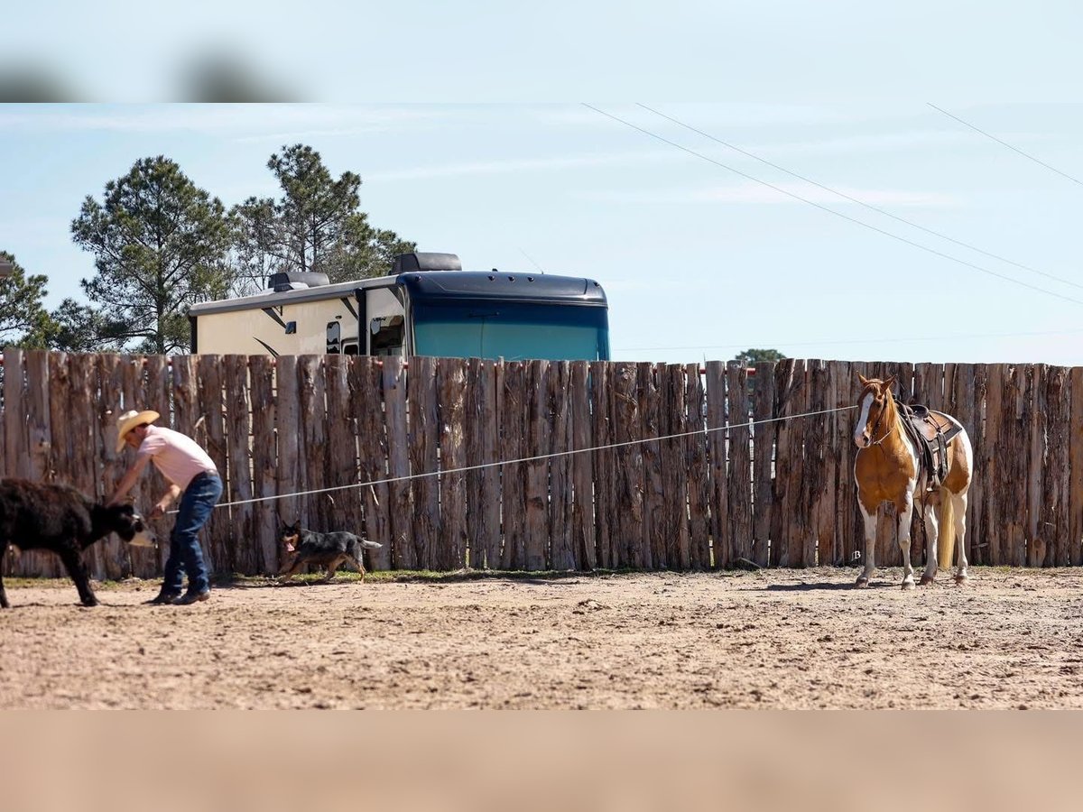 Paint Horse Ruin 9 Jaar 152 cm Roodbruin in Arlington